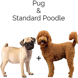 Pugapoo Dog